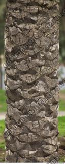 photo texture of palm bark 0021